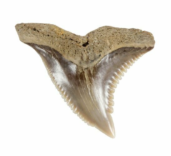 Hemipristis Shark Tooth Fossil - Virginia #61601